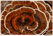 Turkeytail 3